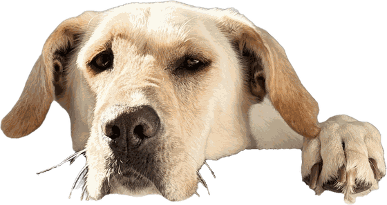 Monty, heller Labrador, legt Kinn und Pfote über die Bildkante.