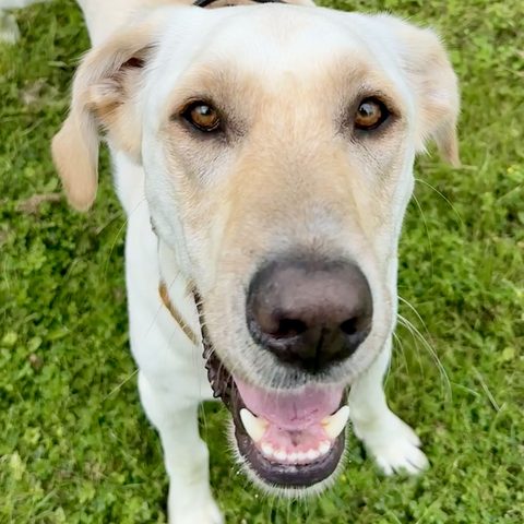 Monty, der Bordhund der Webkombüse